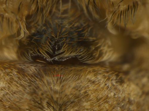 Réf. 288 172 : Hyptiotes paradoxus